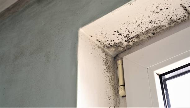 Best Commercial Mold Inspection  in Huron, SD